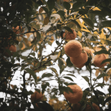 Spirited Away Candle