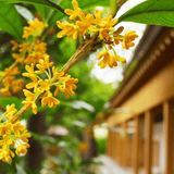 The Bashful Bloom Candle